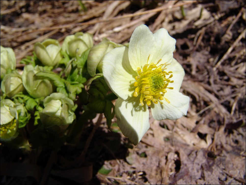 Yellow Flower zoom